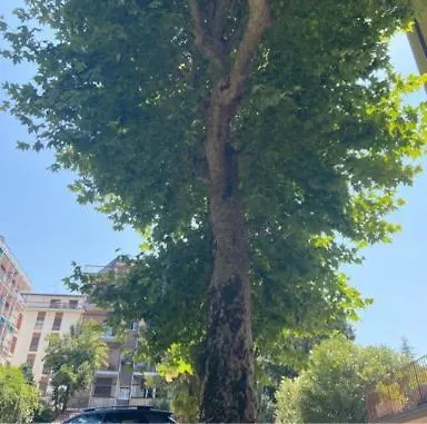 Quarcino Como
